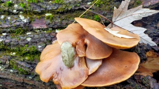 Клинчане похвастались обильным урожаем грибов в конце ноября