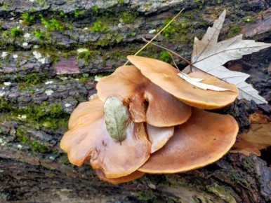 В Клинцовском районе грибной сезон не думает заканчиваться