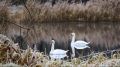 Пара белых лебедей поселилась в заповеднике «Брянский лес» и не торопится улетать на зимовку