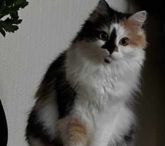 В Брянске в ЖК «Речной» спасли замурованную в вентиляционной шахте кошку