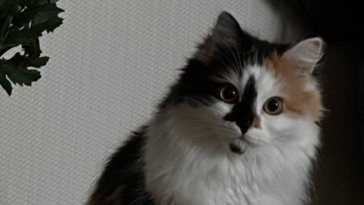 В Брянске кошку третьи сутки не могут спасти из вентиляционной шахты