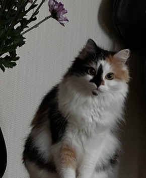 В Брянске кошку замуровали кошку в вентиляционной шахте ЖК «Речной»