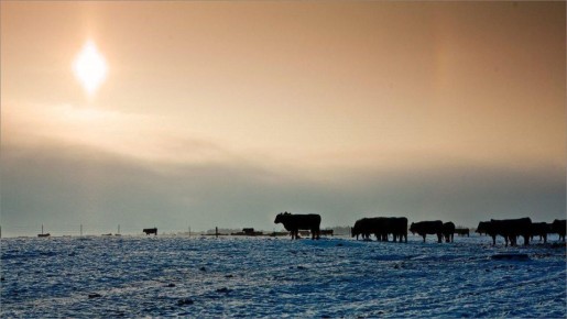 Не брянские, но тоже вкусные