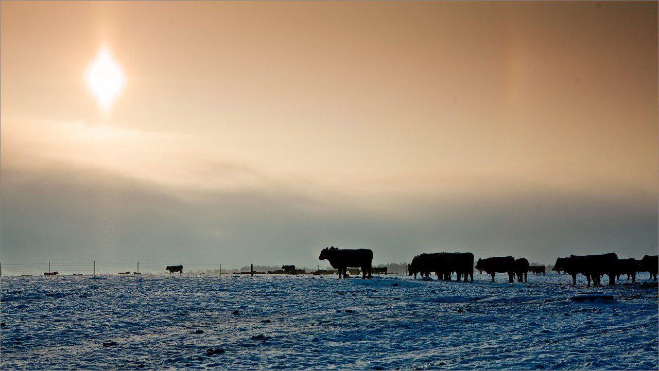 Не брянские, но тоже вкусные