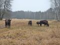 Зубры на кордоне Пролетарском, заповедник «Брянский лес»