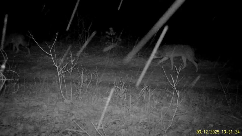 «Ну, погоди!» из брянского леса