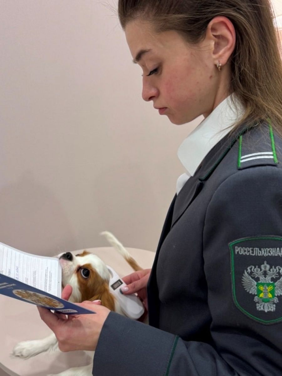 Вывезли за границу за год 80 брянских собак и кошек