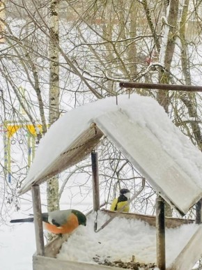 Вот и пришла настоящая зима, и вместе с морозами и снегами к нам пожаловали наши крылатые друзья