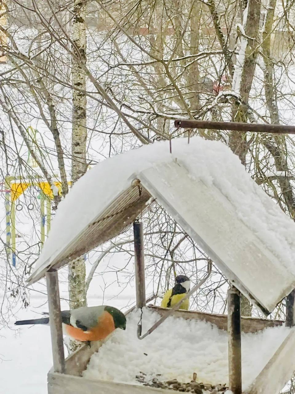 Вот и пришла настоящая зима, и вместе с морозами и снегами к нам пожаловали наши крылатые друзья