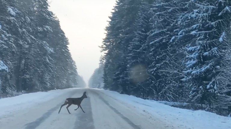 Под Жуковкой качество уборки дорог от снега проверила косуля