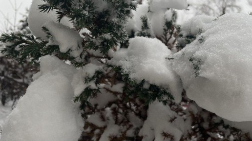 Жителе Брянской области ожидают 19-градусные морозы