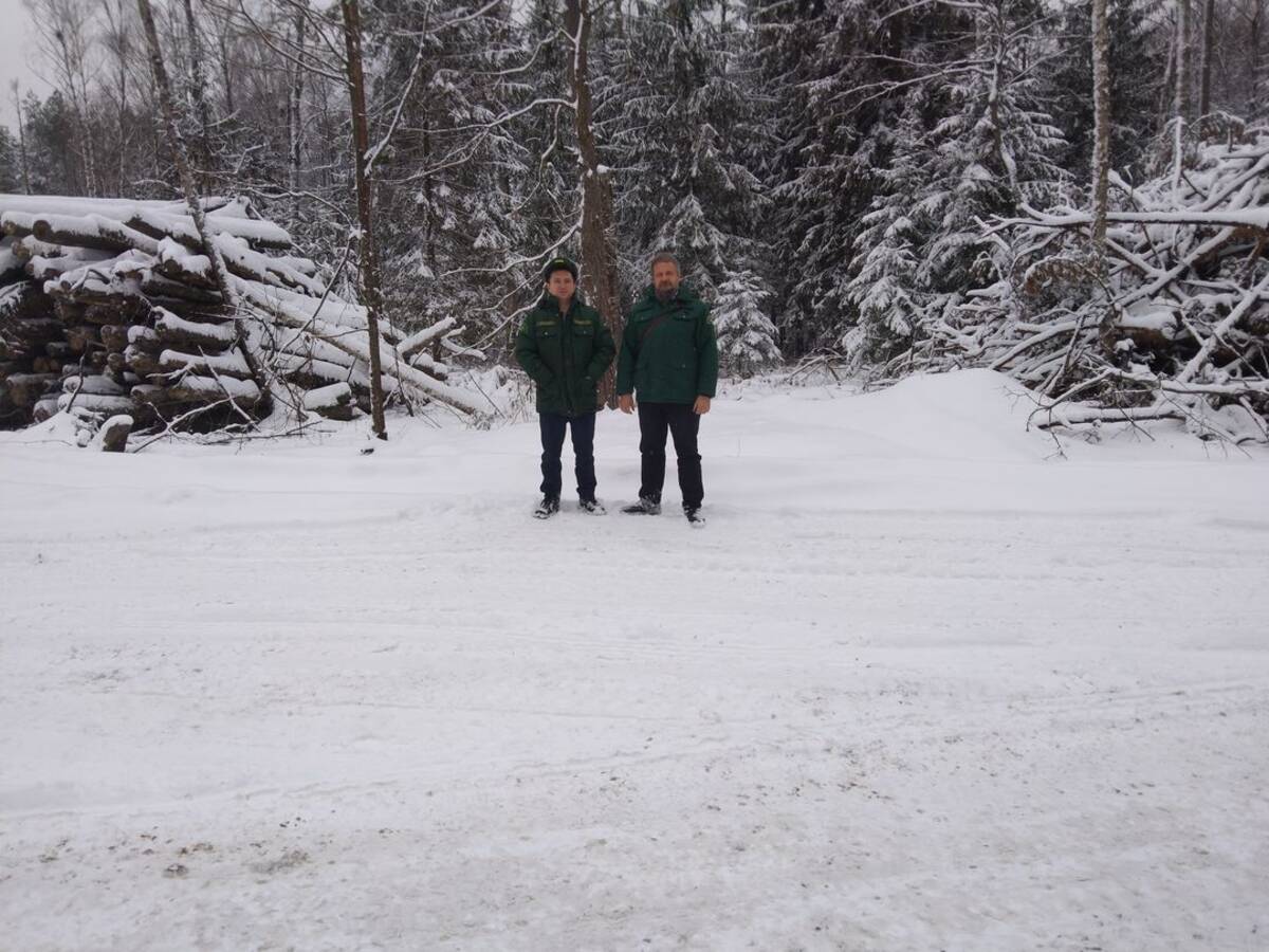 Брянские лесники подвели итоги охраны новогодних елей