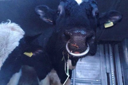 �� ������� � �������� ������� ��������� ����� ����� �� ����������