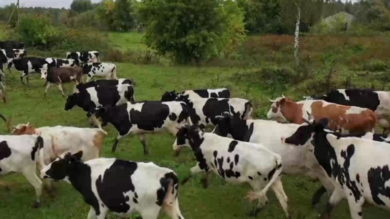 Животных на брянских фермах начали больше кормить в морозы