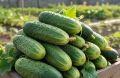 Почему декабрьские огурцы в Брянске оказались дешевле прошлогодних