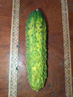 В Брянске и области заговорили о подоржании огурцов и картофеля