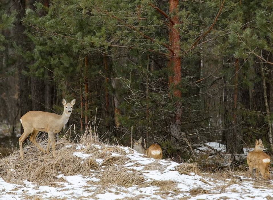 ������� �������� ������� ������ �� ������������� ����� ��������