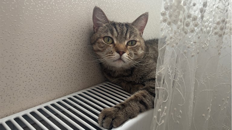 Прокуратура Брянска добилась восстановления тепла в домах поселка Белые Берега