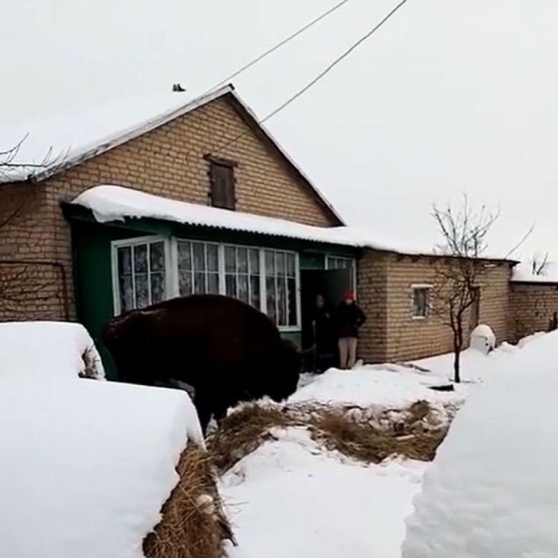 ��� ����� �������� ������� ���: ������ ������� ������ SHAMAN�, ���� �� ����� � ���������� �� ������������ ����