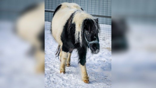 ����������� ���� ������ �������� ������ ����������� ��������� ��������