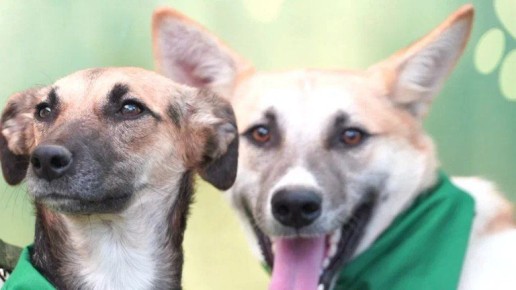 � �������� ������� ���������� ������� ������ � ������ �������� ��������