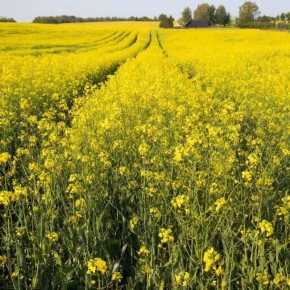 �������� �������� ��� ������� 1,6 ��� � �� �� ������� ������� ������� �����