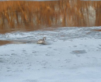 � ��������� ��������� ��� �������� ������ ������������� ������