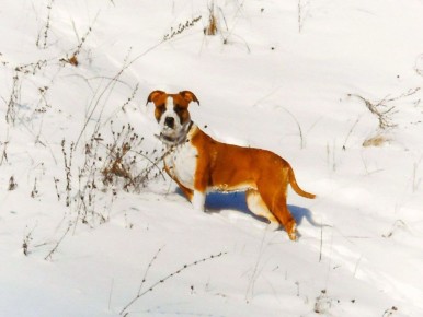 � ������ ������� ��-�� ������� ������� ������ �������