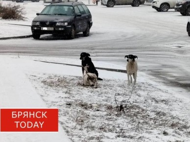 � ������� �� ������ ���� �������� 3946 ��������� ��������