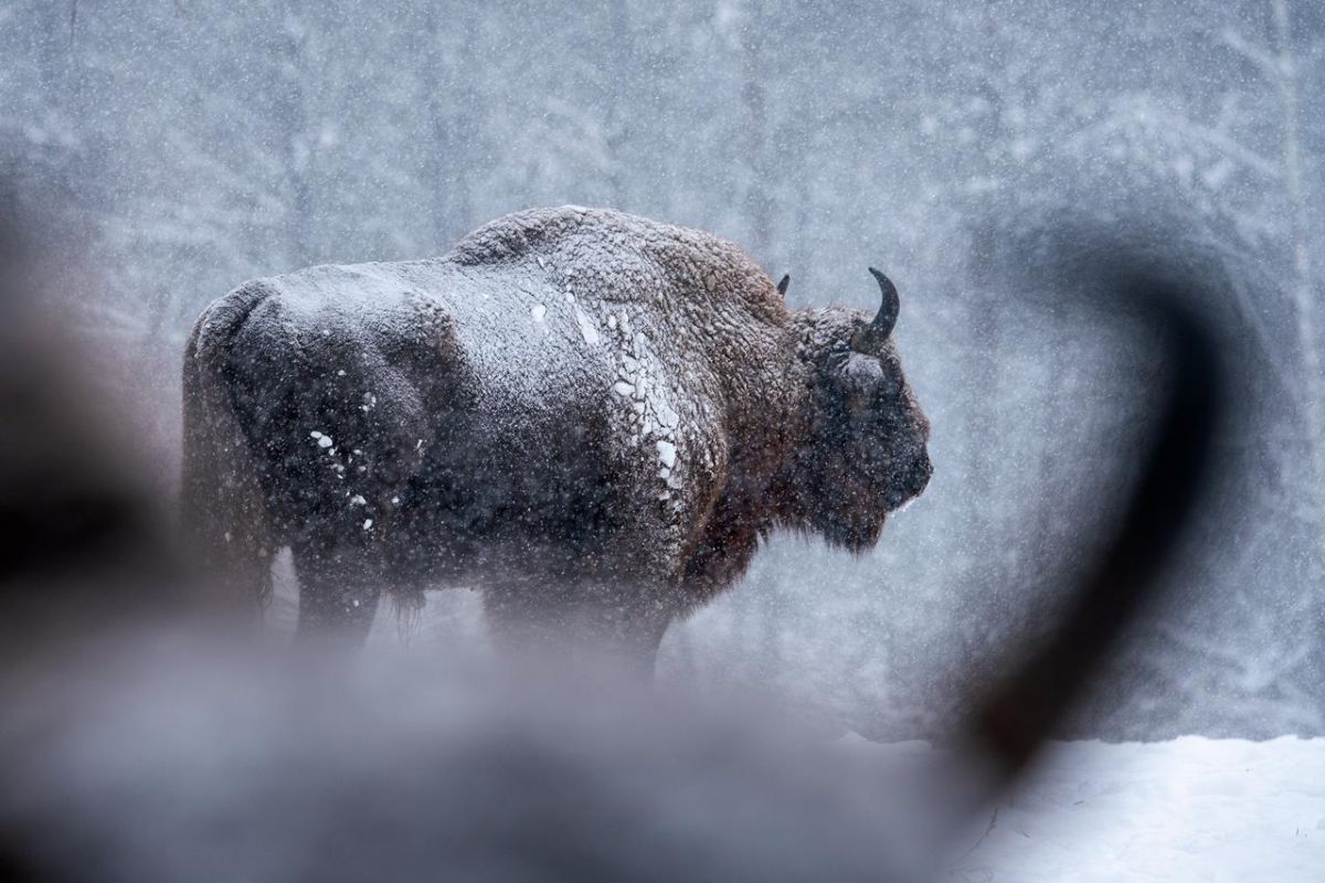 В заповеднике «Брянский лес» нашли Черномордую зубриху