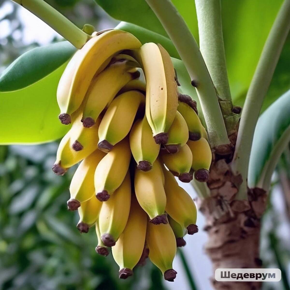 Брянцам объяснили, зачем нужен новый ГОСТ на бананы