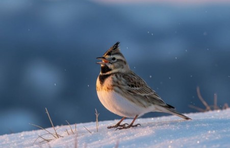 ������� �����, �� ���������: �������� ���������� ������� �������� �������� ��������� �� �����������