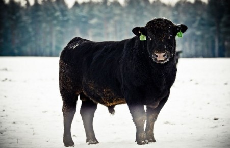 ������ ��-�������: ������ ������� ����� ������� ������