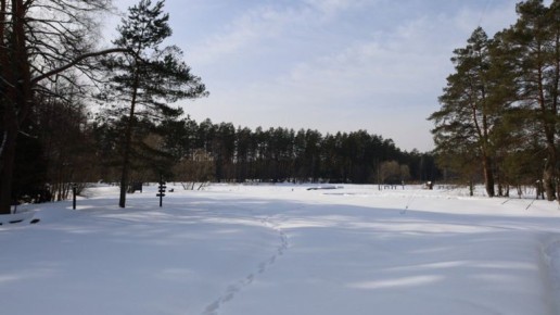 Брянцам грозит нашествием комаров из-за снежной зимы