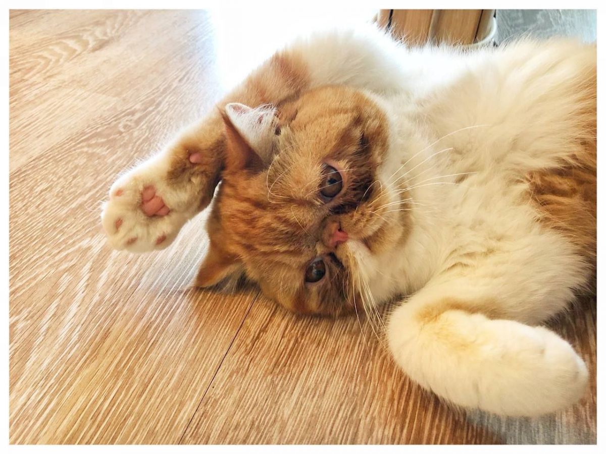 Кто сказал «мяу»: брянские мурлыки отмечают День кошек