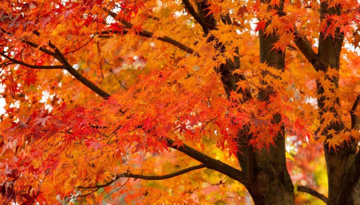 Как за борщевик: с 1 марта в Брянской области начнут штрафовать за клен