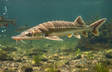 � �������� ������ ��-�� �������� ������ ������� �������� ��������� ���