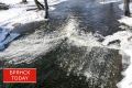 ЧП в Брянском районе: из-за осушения водоема погибла огромная популяция рыб