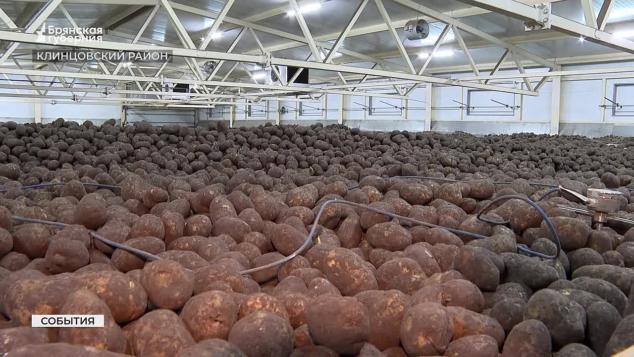 Превысили план на 20%: в КФХ «Стародубец» уже подготовили 10 тысяч тонн семенного картофеля