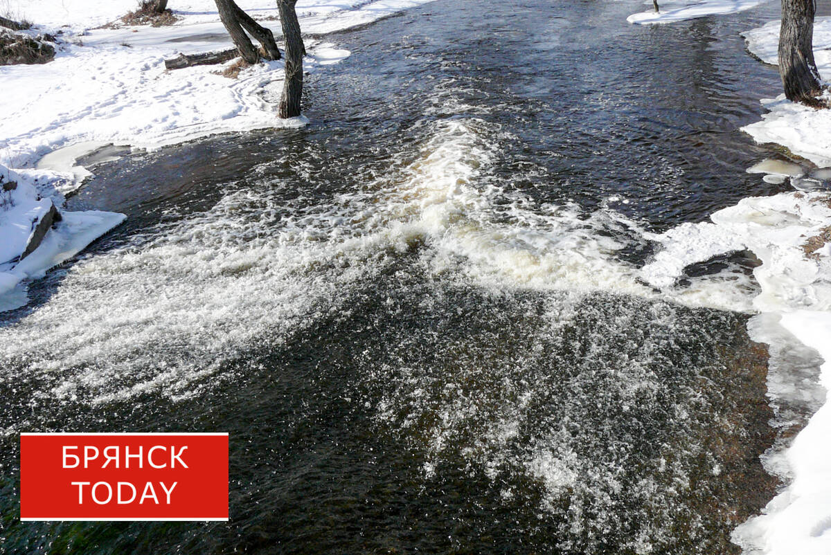 ЧП в Брянском районе: из-за осушения водоема погибла огромная популяция рыб