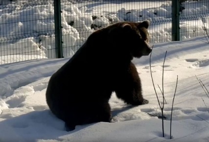 ТОП знаковых событий ЦФО: проснувшаяся медведица, Баста в роли свахи, возвращение скворцов и зубры