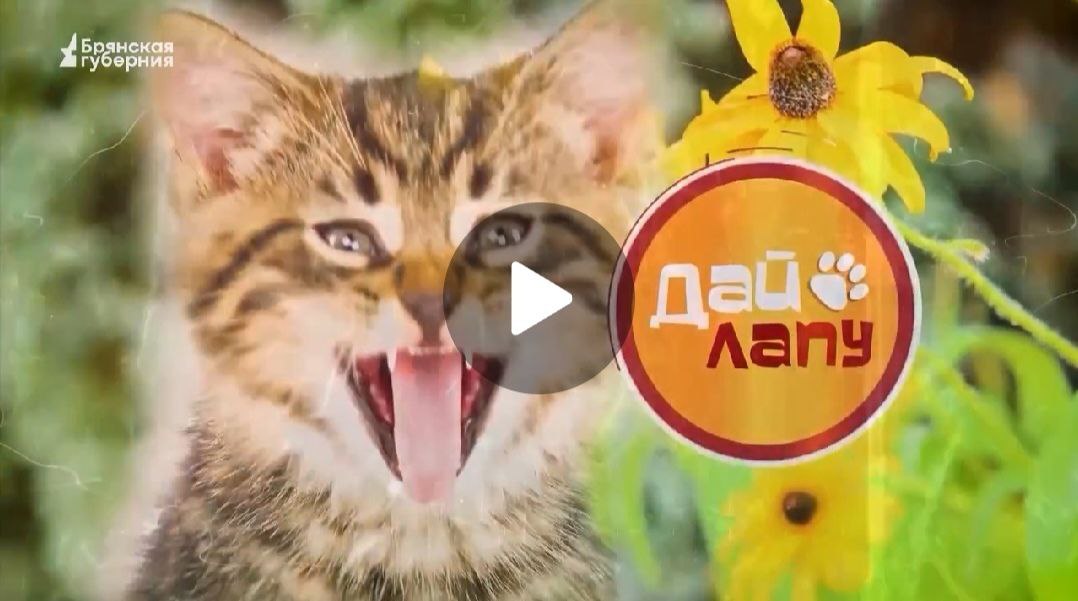 Они похожи на собак, весят до 12 килограмм и обожают людей