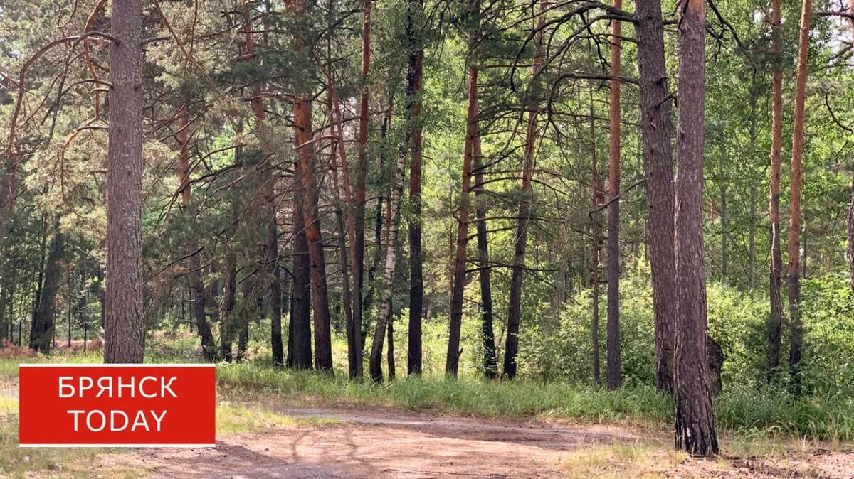 В Брянской области начали прививать от клещей