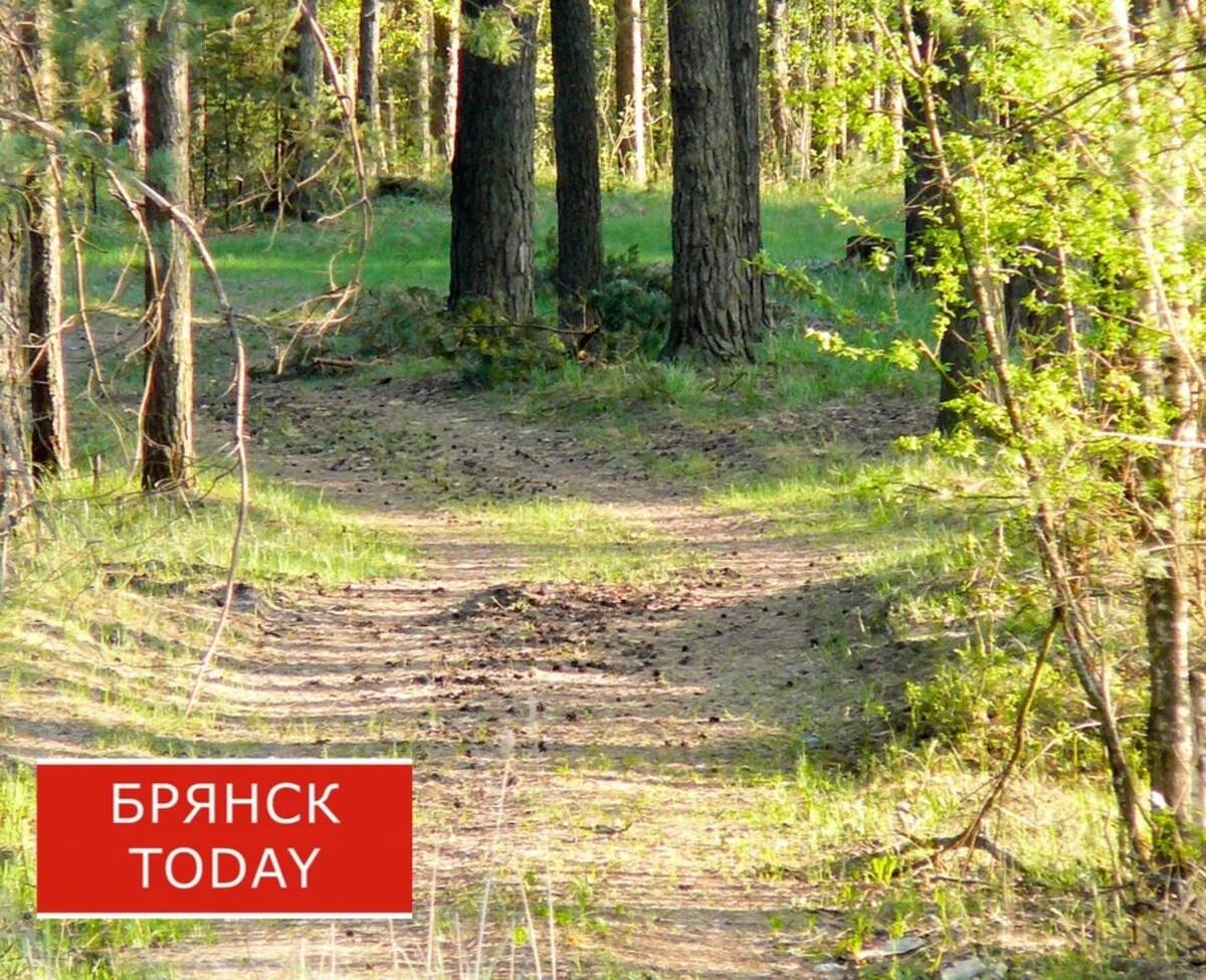 Брянцам рассказали, грозит ли региону нашествие комаров