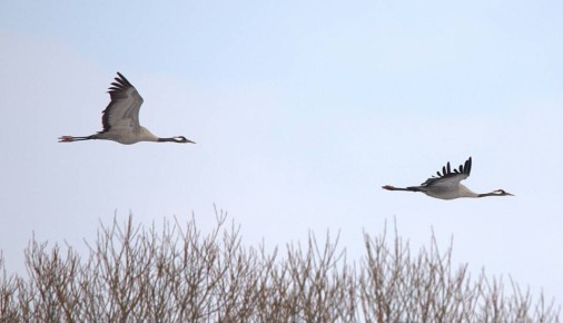 ����� �� �������: � �������� ������� ��������� �������