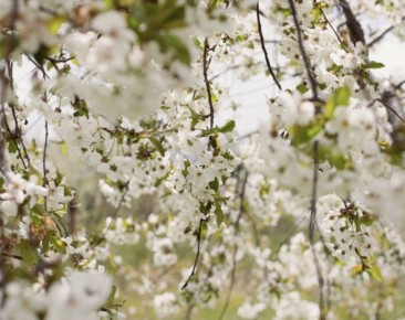 Сезон цветения и пыльцы стартовал: как понять, на что реагирует организм и как брянцам пережить «пыльный шторм» в 2026-м