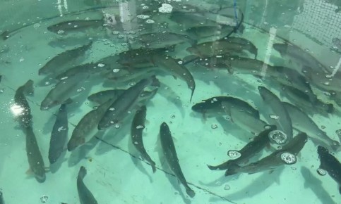 На рыбной ферме «Александрия» реализуют проект по выращиванию осетра и форели