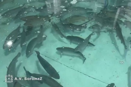 �� ������ ����� ��� �������� ��������� 35 ���� ������ � ������