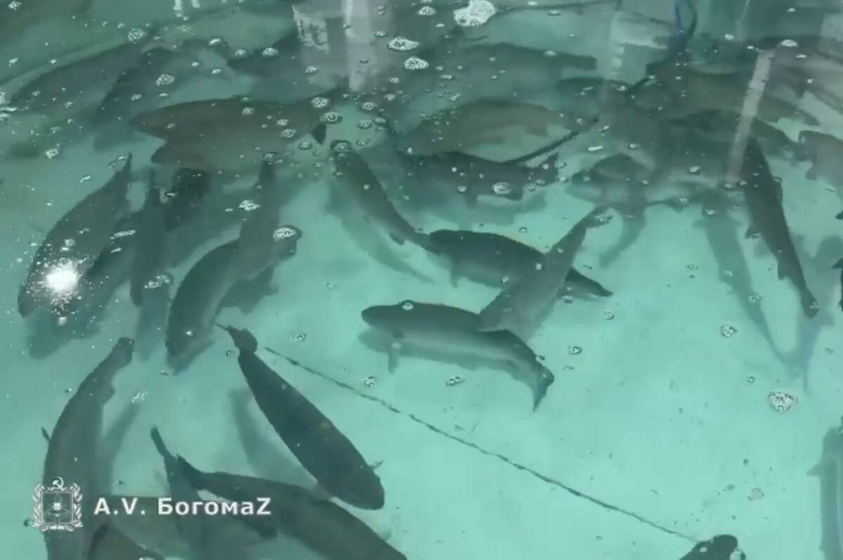 На рыбной ферме под Брянском вырастили 35 тонн осетра и форели