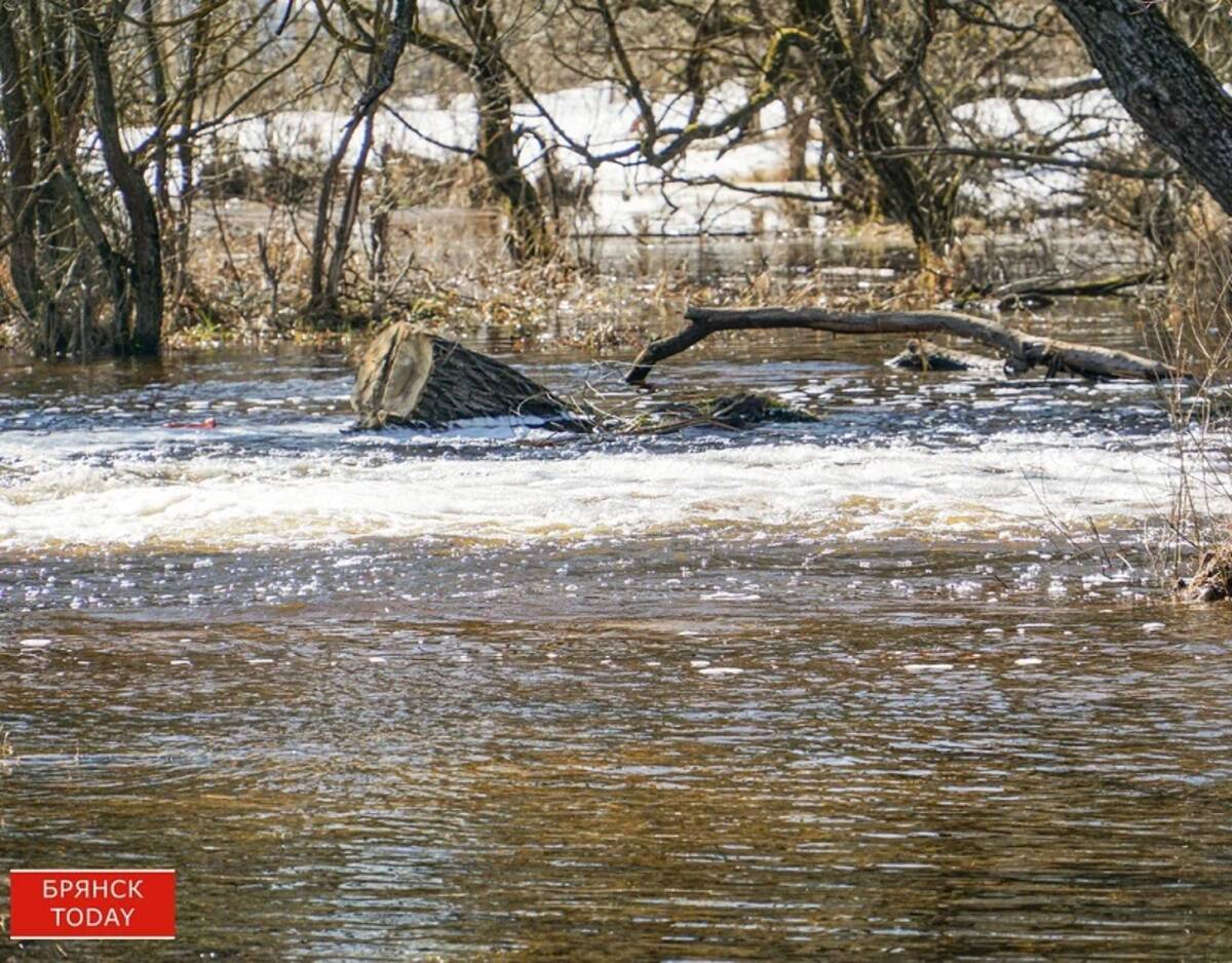 Брянские реки Десна и Болва стремительно выходят из берегов